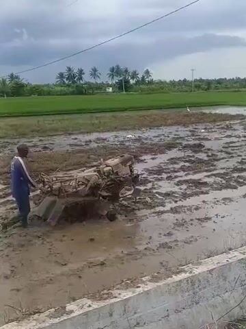 A man is plowing a muddy field with a tiller. The field appears to be a rice paddy, with green crops visible in the background. There are several white birds scattered throughout the field. The sky is cloudy. The man is wearing a blue shirt and dark pants. The tiller is a small, two-wheeled machine. The man is pushing the tiller forward, and it is churning up the mud.