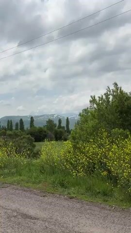 The video shows a landscape with a dirt road in the foreground and a field of yellow wildflowers. In the mid-ground, there are several tall, slender trees, some evergreen trees, and a cemetery with gravestones. In the background, there are mountains with patches of snow and a cloudy sky. There are no people visible in the video. The camera appears to be moving, possibly from a vehicle, as the perspective shifts slightly. The overall impression is of a rural, somewhat remote location.
