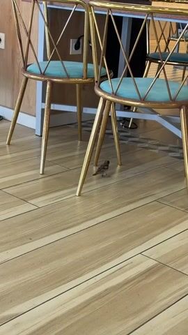 The video shows a small bird pecking at the floor beneath a table at what appears to be a cafe or restaurant, indicated by the presence of tables, chairs, and a sign that reads "GASTROBAR". The chairs have gold frames and teal seats, and the table has a wooden top and white legs. The floor is made of light-colored wood-look tiles with a decorative geometric pattern at the edge of the table. The lighting suggests it is daytime, and the setting appears to be indoors, possibly in a well-lit area. The bird seems undisturbed by the surroundings, focused on its search for food on the floor. There is a black bag hanging from one of the chairs. The overall mood is casual and ordinary, capturing a moment of wildlife interacting with a human-made environment.