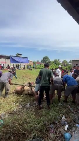A wide shot shows about ten men holding long poles, attempting to turn a light-colored cow over in a grassy field. There is a crowd of people behind them in the background. The sky is bright blue with scattered clouds, and a blue tarp hangs in the background, likely indicating a gathering or event. The men are dressed casually in shorts and t-shirts, while the cow is lying on its side. The field appears somewhat messy, with bits of trash scattered among the grass. A metal roof frame is visible on the right.
