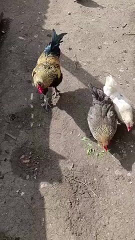 A group of chickens is seen foraging on a dirt ground in what appears to be a rural setting or farmyard in Novoalexandrovka, Russia. The scene is brightly lit by the sun, casting shadows on the ground.

The subjects include one rooster and several hens. The rooster, with striking gold, black, and iridescent green tail feathers, is prominent in the frame, occasionally pecking at the ground. There is a grey and brown hen actively pecking at some green vegetation, and another light brown hen also foraging nearby. A white hen is partially visible on the right.

The chickens are engaged in typical foraging behavior, pecking at the ground, likely searching for food. The soundscape includes distinct clucking and other chicken vocalizations. The ground is dry and dusty, with some small pieces of debris and sparse vegetation. There is no visible text or human presence.