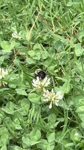 This is a close-up, overhead shot of a bumblebee on a white clover flower. The bee is black and yellow and appears to be collecting pollen. The clover flowers are small and white with green leaves. The background is out of focus but appears to be grass.