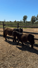 Two ponies observed together in sunny paddock in Aprilia