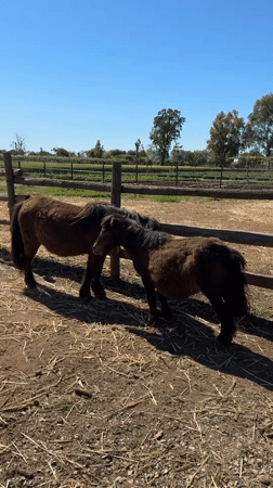 Two ponies observed together in sunny paddock in Aprilia