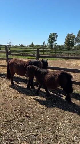 Two ponies observed together in sunny paddock in Aprilia