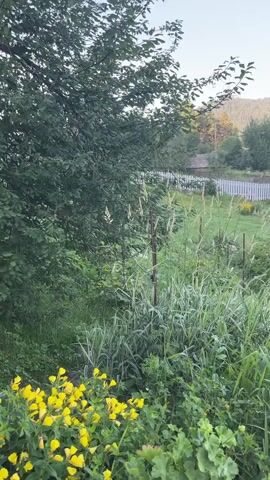 The video captures a peaceful outdoor scene in a rural setting. In the foreground, vibrant yellow flowers bloom amongst lush green foliage. To the left, a large tree with dense leaves provides shade. The middle ground features a garden with tall grass and some stalks with seed heads, along with a white picket fence in the distance. Beyond the fence, a grassy field is visible, leading to a wooded area and rolling hills under a clear, pale sky. A small, rustic-looking building with a red roof can be seen near the fence line. The lighting suggests it is early morning or late evening.