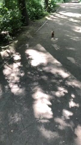 A medium shot of a dirt path in a forest setting. Sunlight filters through the trees, casting dappled shadows on the path. A small animal, possibly a squirrel, is visible in the middle distance, facing away from the camera and moving along the path. The path curves into the distance, lined by trees and dense green foliage on either side. The overall impression is one of a peaceful woodland scene.