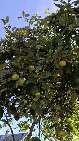 This is a low-angle video looking up into an apple tree with a clear blue sky above. The tree is full of green leaves and many unripe green apples. The sunlight filters through the leaves and branches, creating some lens flare. The bottom of the video shows the trunk of the tree and some roof tiles from a building.