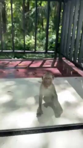 A small, light brown monkey sits indoors on a white floor looking out a large window or sliding glass door, beyond which is a shaded porch with a dark rail and green foliage. The monkey looks directly toward the camera, then turns its head to the side to look out the window.