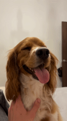 Dog receives chin pets from owner