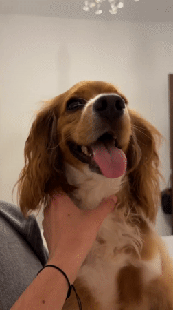 Dog receives chin pets from owner