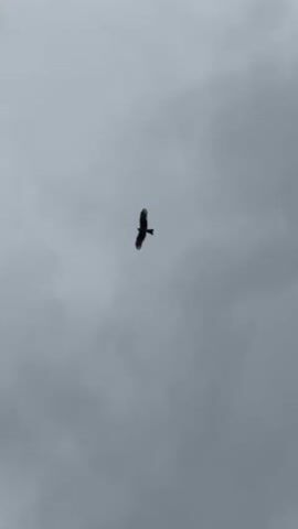 A bird soars across a cloudy, grey sky in Zagatuy, Russia. The large bird, possibly a hawk or eagle, is seen in silhouette against the overcast conditions. It flies steadily, then appears to slow its movement while circling high above. A voice is heard in the background, noting that the bird is slowing down. The video is shot from below, looking up at the bird and the expanse of clouds. No specific time of day is discernible beyond daylight, given the cloudy conditions.