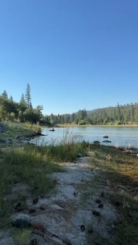 A calm lake is shown under a clear blue sky. The shore is lined with green grass, dry reeds, pine needles, and pinecones. Trees and hills form the background, with a few buildings visible across the water. The water itself appears calm with some ripples and a slightly murky appearance. There are a few rocks and some vegetation visible in the water near the shore. The overall scene depicts a natural landscape with a tranquil lake.