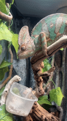 Chameleon observed in enclosure in Moscow
