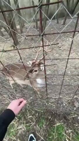The video shows a hand reaching through a wire fence to feed a deer. The deer is light brown with white spots, and has small antlers. The deer is standing in a wooded area with bare trees and ground cover. The hand is wearing a dark sleeve. The deer reaches its head through the fence to take the food from the hand.