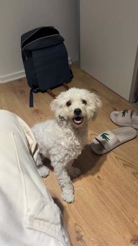A low-angle shot depicts a small, white, curly-haired dog sitting on a wood floor. The dog is looking upwards with an open mouth and a happy expression. In the foreground, the edge of a person's light-colored trousers is visible. In the background, a dark blue backpack leans against a white wall, and a pair of light-colored Lacoste slides with a green crocodile logo is also on the floor. A hand, decorated with a tattoo, holds a small, white, fluffy ball in front of the dog. The hand moves the ball, and the dog lunges towards it enthusiastically.