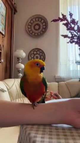 A sun conure parrot sits on a person's arm. The parrot is mostly yellow, green and orange, and it's facing to the right, occasionally moving its head. The person's arm is resting on a table with a checkered tablecloth. Behind the table is a light-colored couch, where another person is sitting out of focus. The room has neutral-colored walls decorated with circular wall hangings. There's also a standing lamp and a vase with dark red branches. The scene is well-lit by natural light from a window.