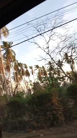 A video taken from inside a moving vehicle shows tall, slender palm trees lining a roadside. Some of the trees have lost their leaves, appearing bare, while others have some foliage. The undergrowth is a mix of green plants and debris.  Overhead, power lines stretch across the sky, which appears to be a pale blue with some white clouds. The camera angle is slightly tilted upward. A voice is heard speaking in a language other than English.