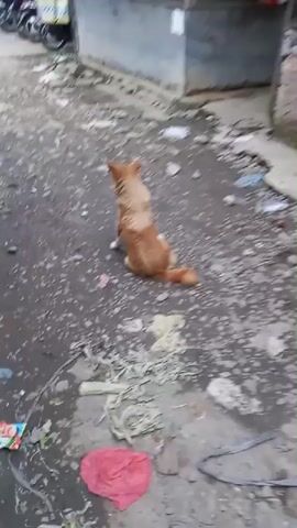 A tan and white dog sits on a dirt road littered with trash and debris. The dog is facing away from the camera and appears to be looking towards a street lined with parked motorcycles and stalls. The scene is outdoors and looks like a market or a street in a developing area. The camera pans slightly to the left, showing more of the street and parked vehicles.