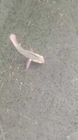 A single fish with pink fins swims in a shallow pool with a dark, speckled bottom. Another fish, partially visible, swims away from the camera in the upper right corner of the frame.