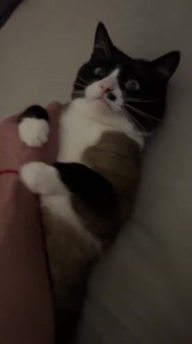 Blue-eyed cat steals the show in a relaxed home session