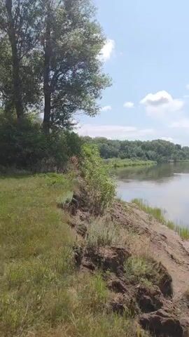 The video pans across a calm river on a sunny day. The riverbank is visible in the foreground, with dry grass and dirt. Trees and lush green foliage line the opposite bank. The sky is blue with scattered white clouds.