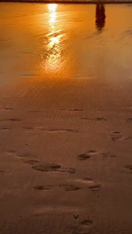 A dachshund puppy stands on a beach as the sun sets, casting a warm glow on the sand and ocean. The puppy looks towards the water where two people are walking. Their reflections are visible on the wet sand. Footprints are scattered across the beach.
