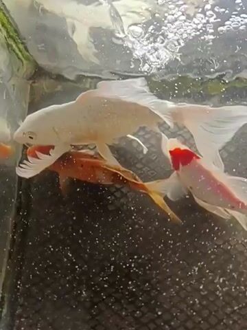 The video shows three koi fish swimming in a tank. Two of the fish are predominantly white with some red markings. One of these white fish appears to be lying on top of a smaller, orange and black fish. The white fish has a large, red mark on its side. The water is somewhat murky and has bubbles on the surface. The bottom of the tank is covered with a dark, netted material.