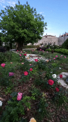 Afternoon life captured in Budva's historic Old Town