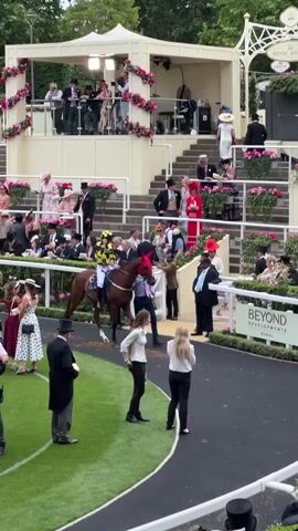 The video shows a horse race at Royal Ascot. A jockey in a yellow and black racing silks with the number 6 on his back is riding a brown horse. The horse is wearing a red bridle and a red hood. The jockey is being led by a handler. There are many spectators in the background, dressed in formal attire. Some are seated, while others are standing. The event appears to be taking place on a sunny day. The overall atmosphere is festive and elegant.