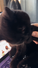 Cat interrupts laptop work session in London bedroom