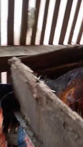 A hen sits in a wooden nesting box, its head down.  The hen has a mix of black, brown, and orange feathers. White shredded paper is visible underneath the hen. The nest is inside a wooden structure with vertical slats.