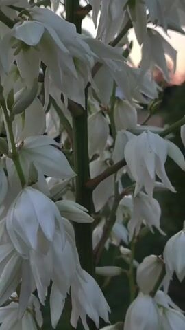 The video is a close-up, vertical shot of white Yucca flowers on a green stalk. The flowers are bell-shaped and appear to be drooping slightly. The background is softly blurred, showing hints of a sunset with orange and pink hues, and dark green foliage. The lighting suggests it is either early morning or late evening. There are no people or animals visible.