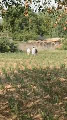 Rural Pakistan farming scenes captured in adjacent villages
