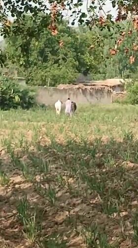Rural Pakistan farming scenes captured in adjacent villages