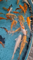 Evening scenes documented across Pampatar venues including mall, cinema, koi pools