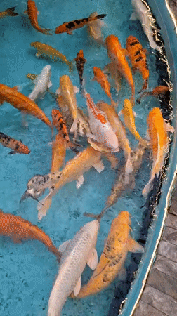 Evening scenes documented across Pampatar venues including mall, cinema, koi pools