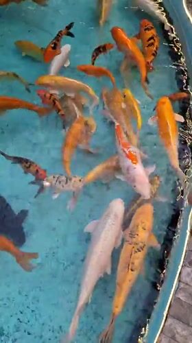 Evening scenes documented across Pampatar venues including mall, cinema, koi pools