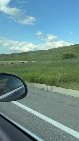 The video showcases a scenic rural landscape under a bright blue sky with scattered white clouds, suggesting a pleasant daytime. The camera is positioned from within a moving vehicle, indicated by the presence of a car side mirror in the foreground on the left side of the frame.

The main subjects are a herd of animals, primarily sheep and goats, grazing in a lush green field. The animals are spread out across the meadow, with some visible in the distance and others closer to the road. Among the livestock, a white goat is particularly noticeable as it grazes.

The setting is a rolling green hillside, characteristic of a pastoral environment. In the mid-ground, there are a few scattered buildings, including a house with a red roof. A utility pole is also visible, hinting at the presence of infrastructure in the area. The vegetation is predominantly tall green grass, with some wildflowers interspersed.

The activity is a peaceful scene of animals grazing in their natural habitat, observed from a moving vehicle. The overall mood conveyed is serene and tranquil, highlighting the beauty of the countryside. There are no visible text elements in the video. The mention of "Krasnogorskaya, Russia" as the location context provides geographical information about the scene.