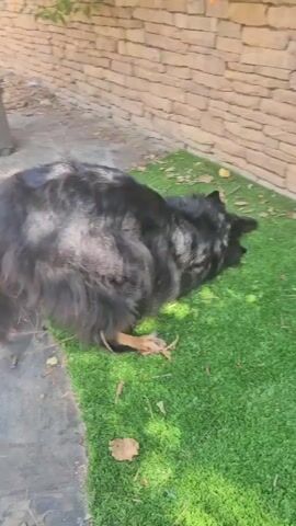 A black and tan German Shepherd dog is laying on artificial grass near a stone wall. The dog rolls onto its back, then its side, and then gets up and shakes its head. A soccer ball is visible behind the dog.
