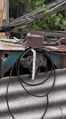 Tabby kitten and puppy play around a rusty pipe in Russia
