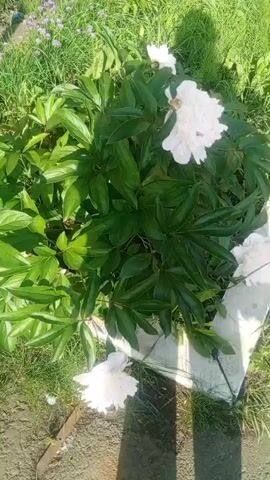 The video shows a close-up of a white peony flower with green leaves. The flower appears to be in a garden with other plants and grass. The camera pans slightly to the left, revealing more of the garden and a building in the background. The lighting suggests it is daytime.