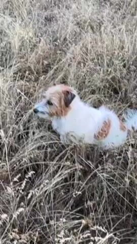 A small, white and brown dog sits in a field of tall, dry grass. The dog is lying down and looks to the left. The lighting indicates it is daytime.
