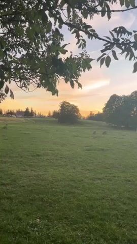 The video captures a pastoral scene at sunset. In the foreground, green grass covers a field. Several deer are grazing peacefully in the middle ground. In the background, trees dot the landscape, and a building complex is visible in the distance. The sky is painted with warm hues of orange, pink, and yellow, indicative of a sunset, with some wispy clouds and a contrail from an aircraft. The overall mood is serene and tranquil.