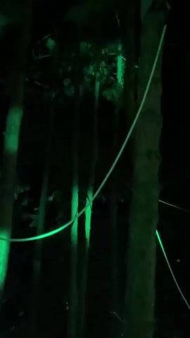 The video displays a dark forest environment with several trees illuminated by green lights. A thin, light-colored rope or cable is visible, stretched across the frame and extending around one of the trees. The rope appears to be illuminated by ambient light or may be reflective. The green lights are casting beams on the trees, creating a dramatic and somewhat eerie atmosphere. The focus of the video is on the interplay of light and shadow within the forest. There are no people or animals visible in the footage.