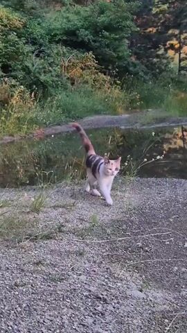 A calico cat with white, orange, and dark brown patches walks slowly towards the camera on a gravel-covered ground. To the left of the cat is a puddle of water reflecting green vegetation and light from the sky. The background consists of dense green foliage and trees. The cat's tail is held high and curves slightly.