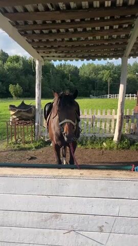 A dark brown horse stands in a covered stable area. It is wearing a bridle and a saddle. A red lead rope is attached to its bridle and trails to the ground. The horse is facing the camera, and its head is slightly lowered. Behind the horse, a white wooden fence encloses a grassy area with trees in the background. Another horse, mostly black, is visible further back in the stable. The stable roof is made of corrugated metal. The ground in front of the horses is dirt.