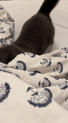 Gray cat investigates bedding in Tbilisi bedroom