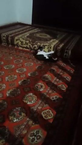 A black and white cat lies on its side on an orange carpet with an ornamental pattern. The cat briefly stretches, then returns to its lying position. A bed with an ornamental bedspread is visible in the background. The room is dimly lit.