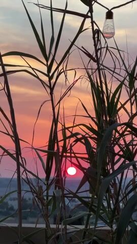 The video shows a close-up view of tall grass with a sunset in the background. The sky is filled with hues of orange, pink, and yellow, with the sun appearing as a bright red orb partially obscured by the grass. A string of lights hangs in the upper right corner of the frame, with one bulb illuminated. The scene appears to be outdoors, possibly on a balcony or patio, with a distant landscape visible below the sunset. The camera remains stationary throughout the short clip, capturing the subtle movement of the grass in the breeze and the changing colors of the sky as the sun sets.